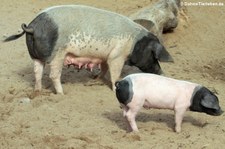 Schwäbisch-Hällische Landschweine im Kölner Zoo