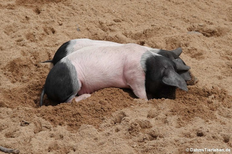 Schwäbisch-Hällisches Landschwein