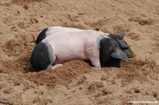 Schwäbisch-Hällische Landschweine im Kölner Zoo