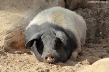 Schwäbisch-Hällisches Landschwein im Kölner Zoo