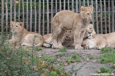 Junge asiatische Löwen (Panthera leo persica) aus 2024 im Kölner Zoo