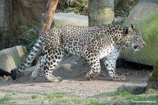 Persischer Leopard (Panthera pardus saxicolor) im Kölner Zoo