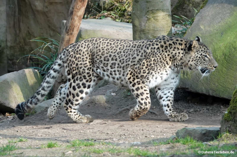 Persischer Leopard-1