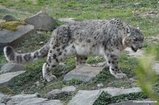 Schneeleopard (Panthera uncia) im Kölner Zoo