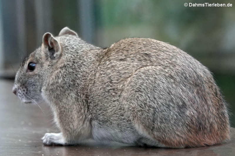 Felsen-Meerschweinchen