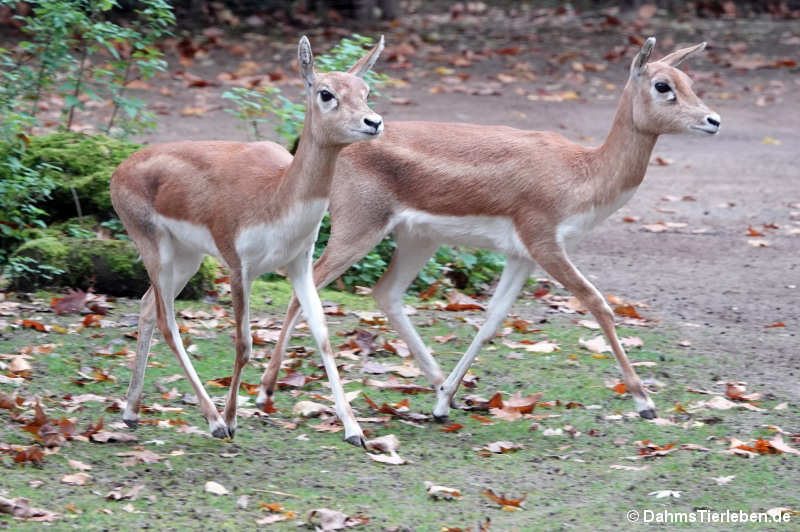 Hirschziegenantilopen (Antilope cervicapra)