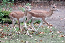 Hirschziegenantilopen (Antilope cervicapra) im Kölner Zoo