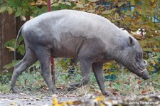 Sulawesi-Hirscheber (Babyrousa celebensis) im Kölner Zoo