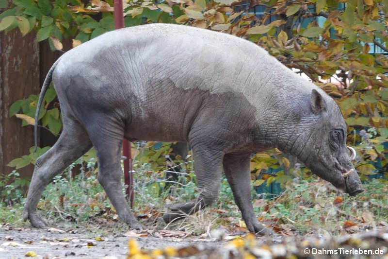 Sulawesi-Hirscheber (Babyrousa celebensis)