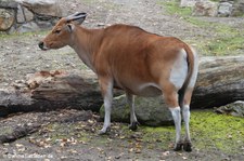 weiblicher Java-Banteng (Bos javanicus javanicus) im Kölner Zoo