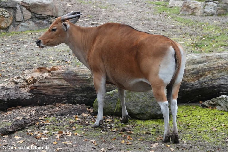 Bos javanicus javanicus