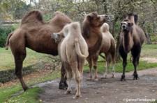 Trampeltiere (Camelus ferus f. bactrianus) im Kölner Zoo