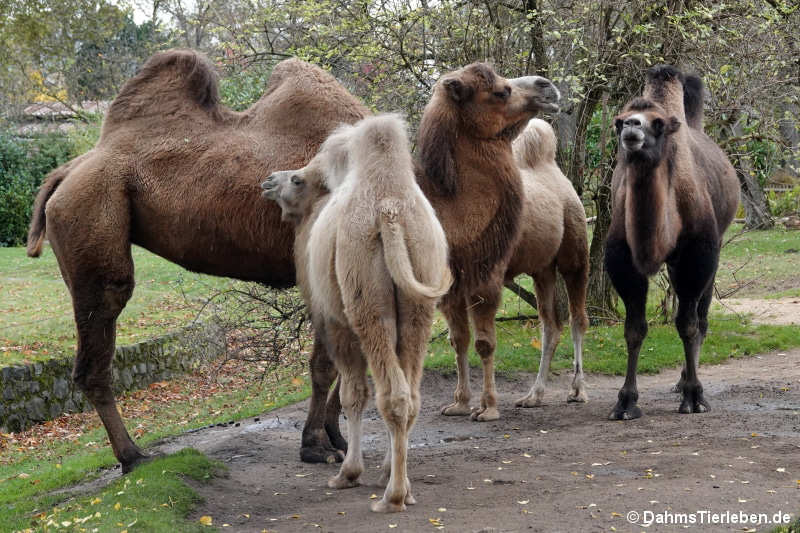 Trampeltiere (Camelus ferus f. bactrianus)