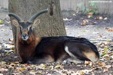 männliche Weißnacken-Moorantilope (Kobus megaceros) im Kölner Zoo