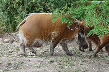 Pinselohrschwein (Potamochoerus porcus) im Kölner Zoo