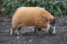 Pinselohrschwein (Potamochoerus porcus) im Kölner Zoo