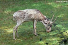 Kasachische Saiga oder Russische Saiga (Saiga tatarica tatarica) im Kölner Zoo