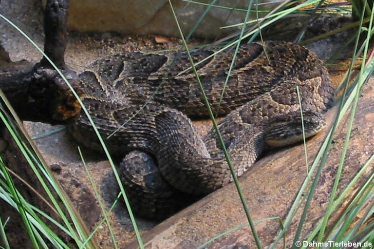 Bitis arietans