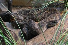 Puffotter (Bitis arietans) im Kölner Zoo