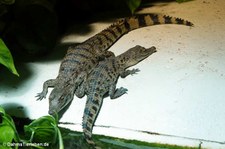 Junge Philippinenkrokodile (Crocodylus mindorensis) im Kölner Zoo