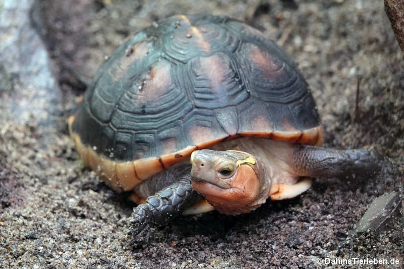 Gelbrand-Scharnierschildkröte (Cuora flavomarginata)