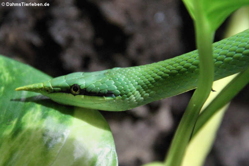 Gonyosoma boulengeri