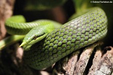 Vietnamesische Langnasennatter (Rhynchophis boulengeri) im Kölner Zoo