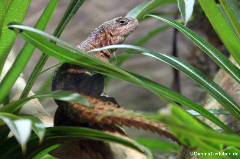 Großer Madagaskar-Baumleguan (Oplurus cuvieri)