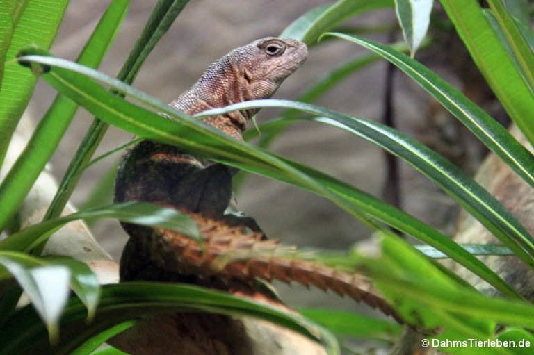 Oplurus cuvieri