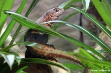 Großer Madagaskar Baumleguan (Oplurus cuvieri) im Kölner Zoo