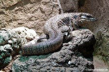 Kryptischer Goldteju (Tupinambis cryptus) im Kölner Zoo