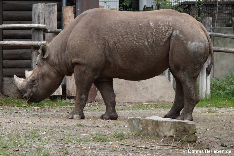 Ostafrikanisches Spitzmaulnashorn (Diceros bicornis michaeli)