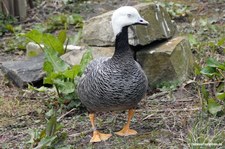 Kaisergans (Anser canagicus) im Kölner Zoo