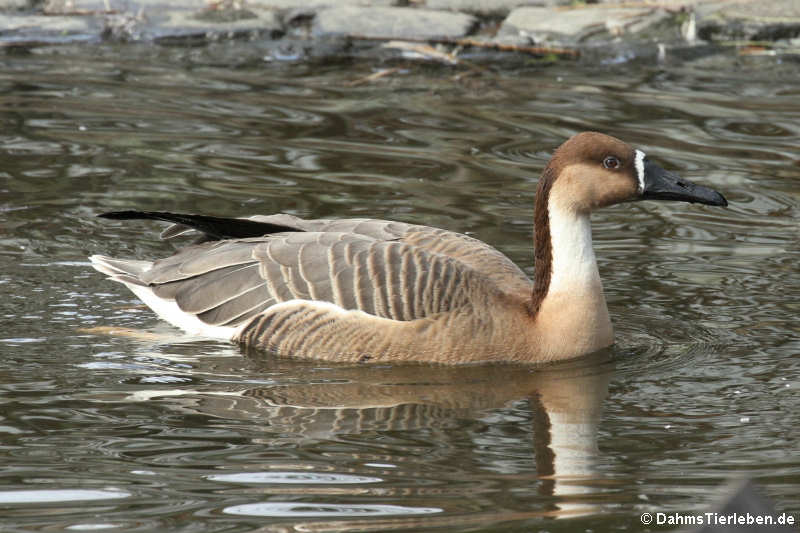 Schwanengans (Anser cygnoides)