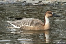 Schwanengans (Anser cygnoid) im Kölner Zoo