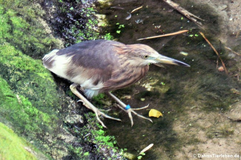 Ardeola speciosa