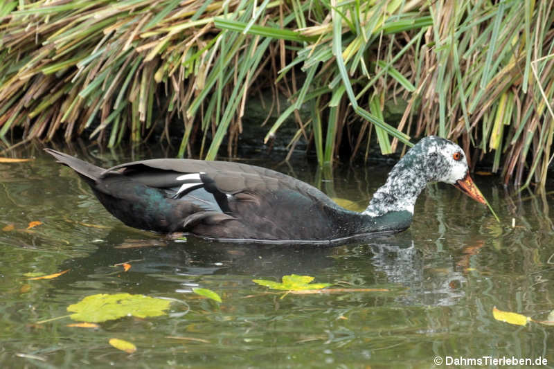 Weißflügelente (Asarcornis scutulata)