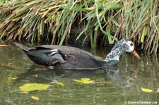 Weißflügelente (Asarcornis scutulata) im Kölner Zoo