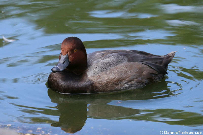 Aythya americana