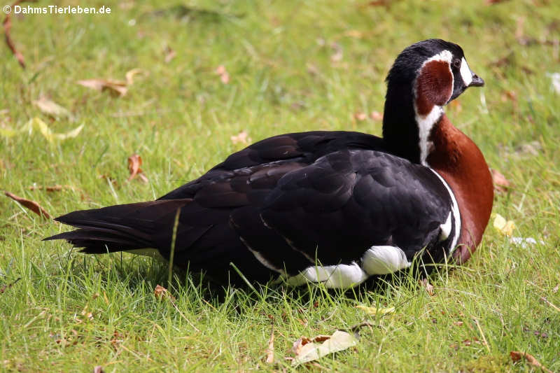 Branta ruficollis