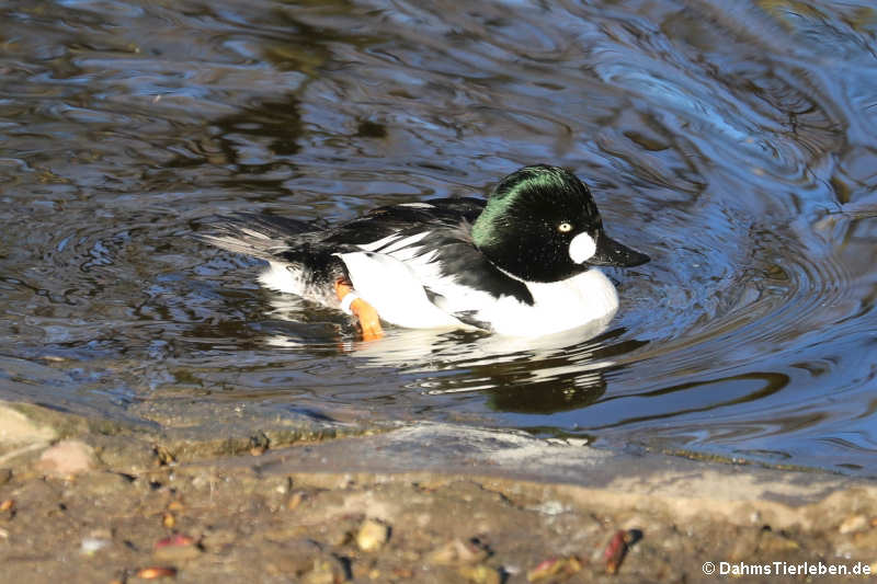 männliche Eurasische Schellente (Bucephala clangula clangula)