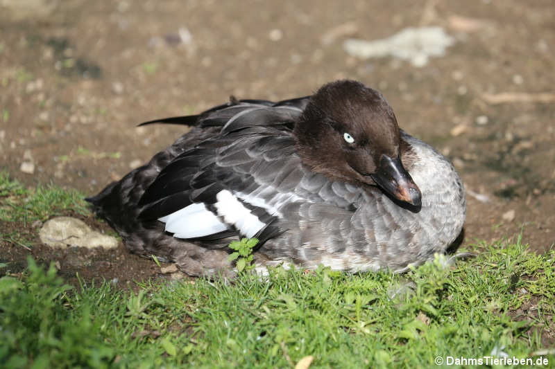 weibliche Spatelente (Bucephala islandica)