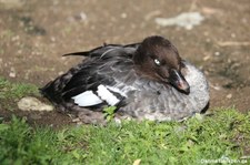 weibliche Spatelente (Bucephala islandica) im Kölner Zoo