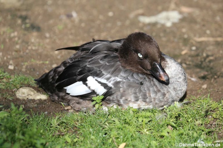 Bucephala islandica