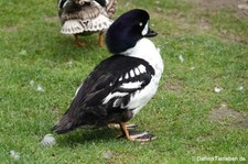 männliche Spatelente (Bucephala islandica) im Kölner Zoo