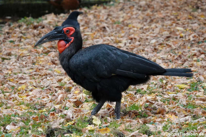 Rotgesicht-Hornrabe (Bucorvus leadbeateri)