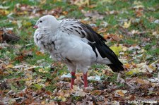 Andengans (Chloephaga melanoptera) im Kölner Zoo