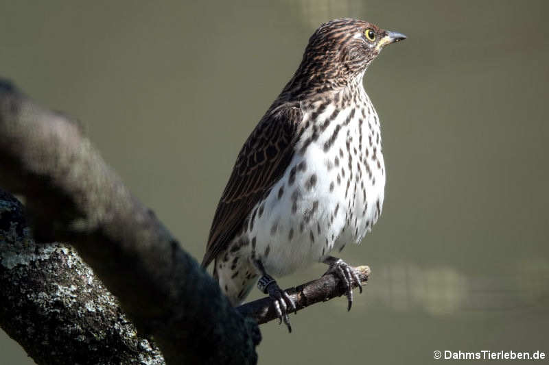 Cinnyricinclus leucogaster