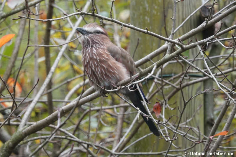 Strichelracke (Coracias naevius)