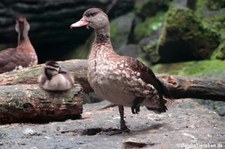 Tüpfelpfeifgans mit Nachwuchs (Dendrocygna guttata) im Kölner Zoo